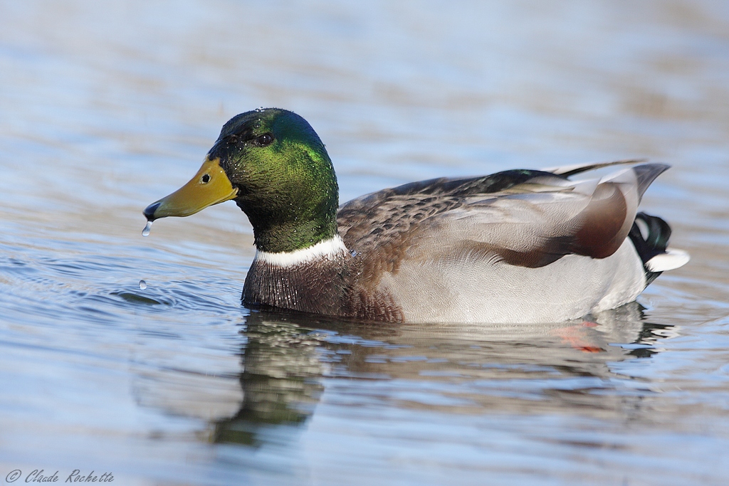 Canard colvert / Mallard