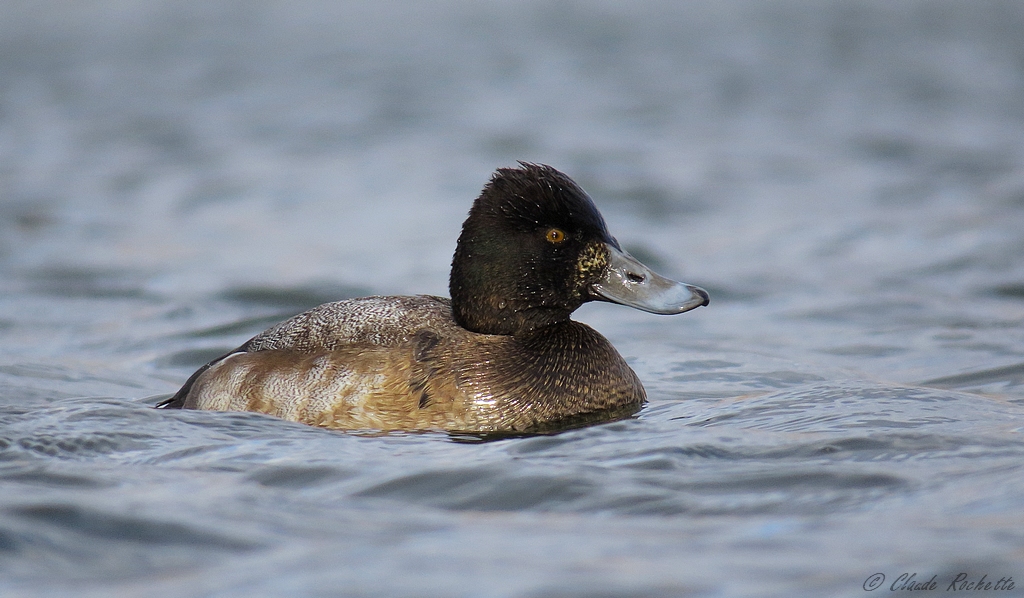 Petit fuligule / Lesser Scaup