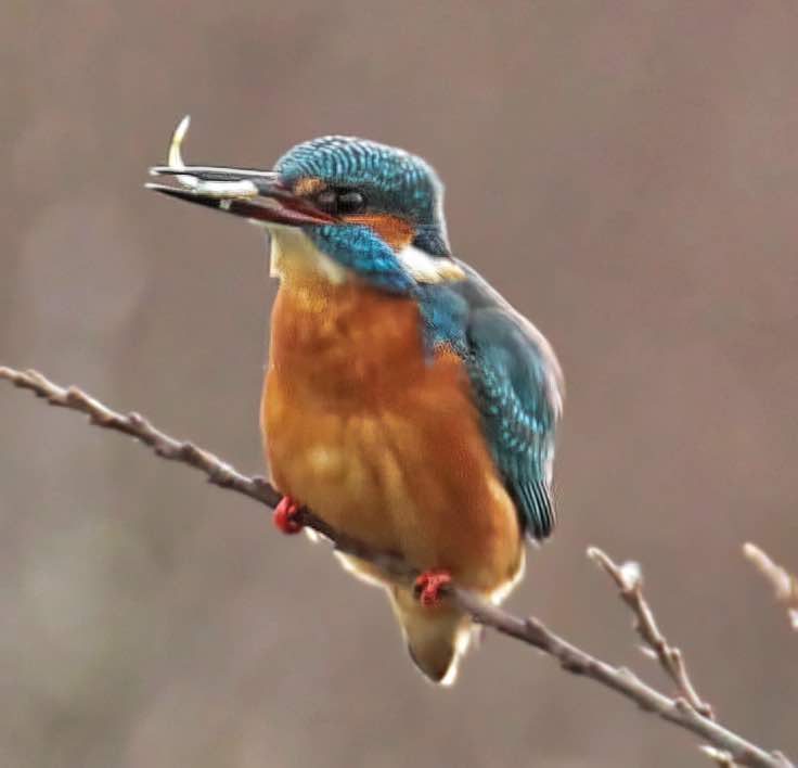  Kingfisher IMG_1375