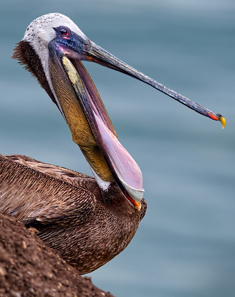 D4C_8927PelicanPismoCropB.jpg