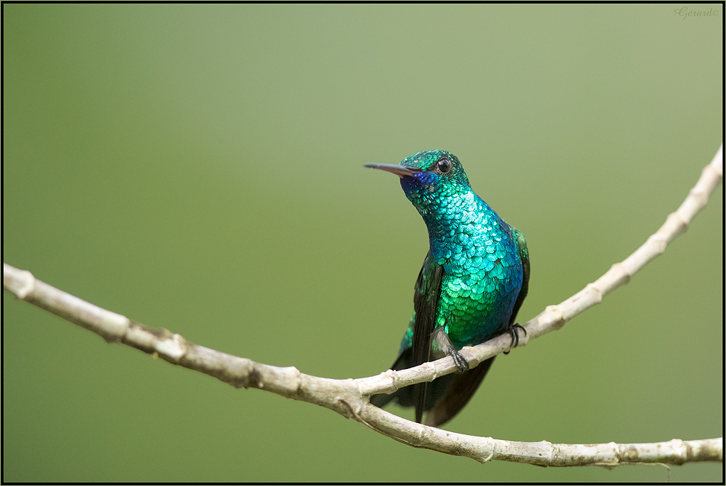 Colibri  menton bleu 08