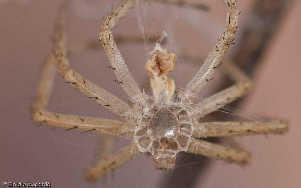 0_Philodromus_0270 EM-90097.jpg