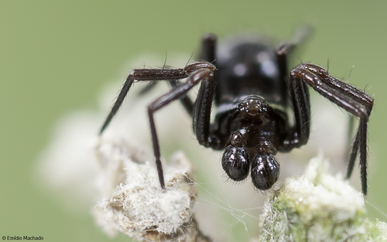 Euryopis episinoides 0874MA-98251.jpg