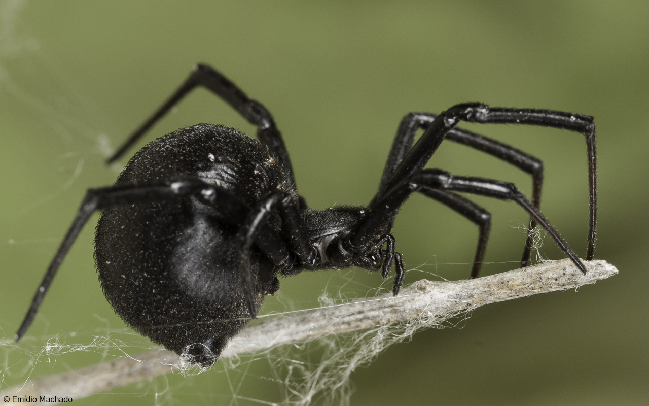 Latrodectus tredecimguttatus 1009FA-96347.jpg