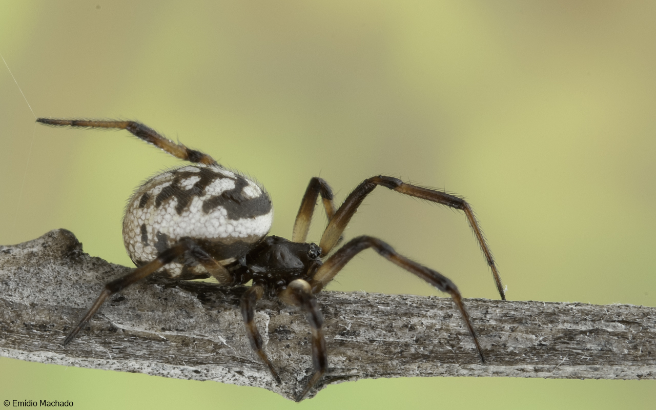 Steatoda albomaculata 0000FA-92295.jpg