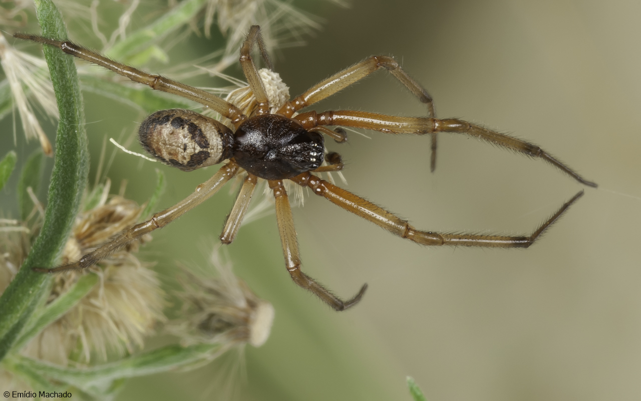 Steatoda nobilis 1071MA-93008.jpg