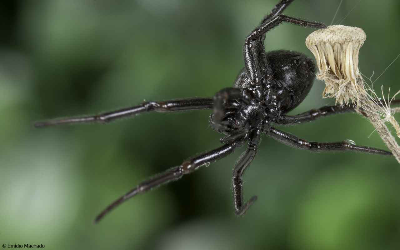 Steatoda paykulliana 1108FA-97162.jpg