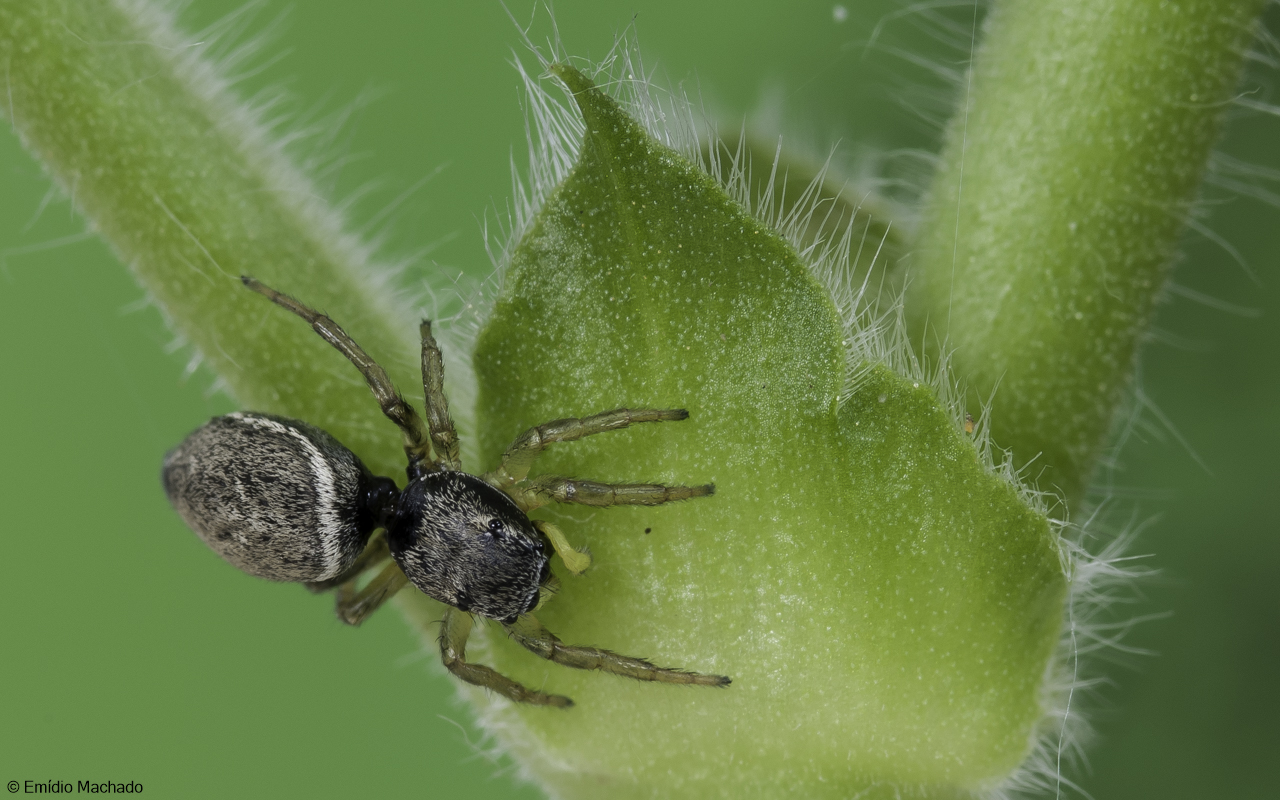 Heliophanus cupreus .0692FA-90742.jpg