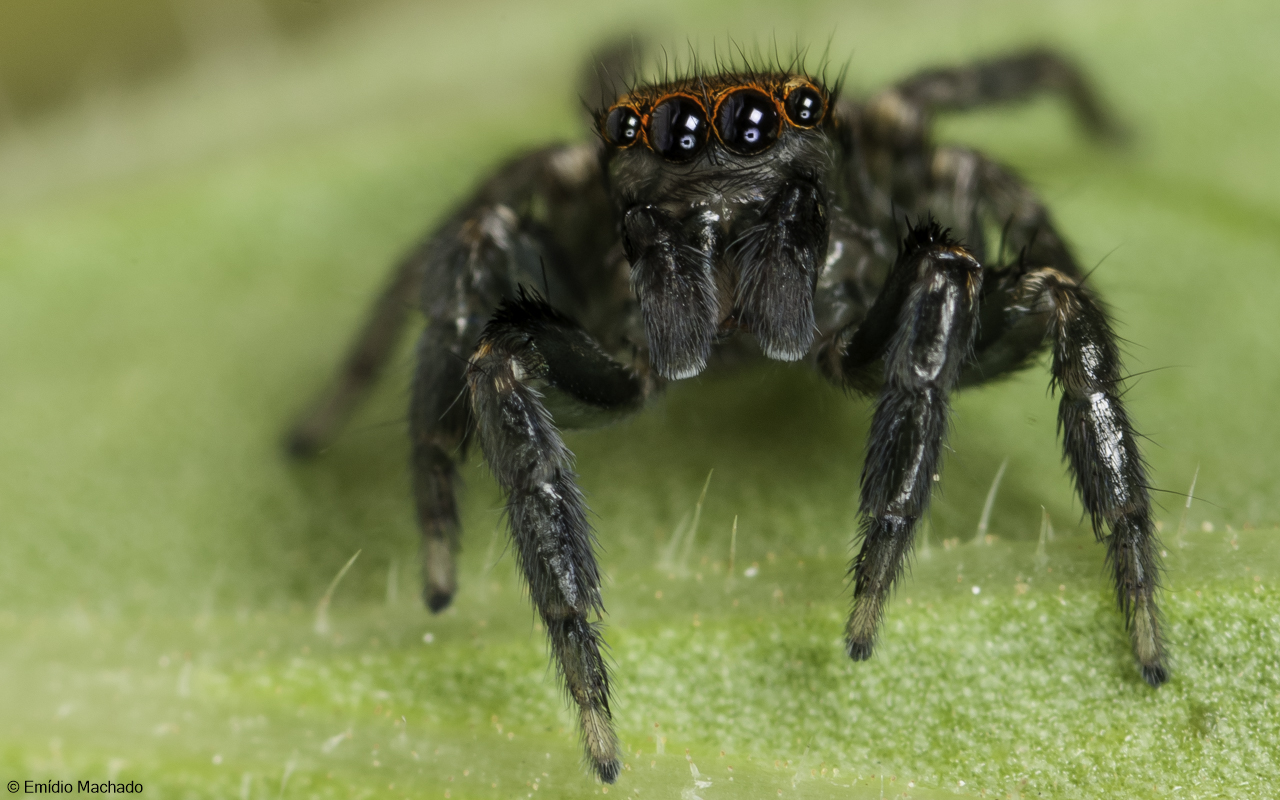 Euophrys semiglabrata 1011MA-98380.jpg