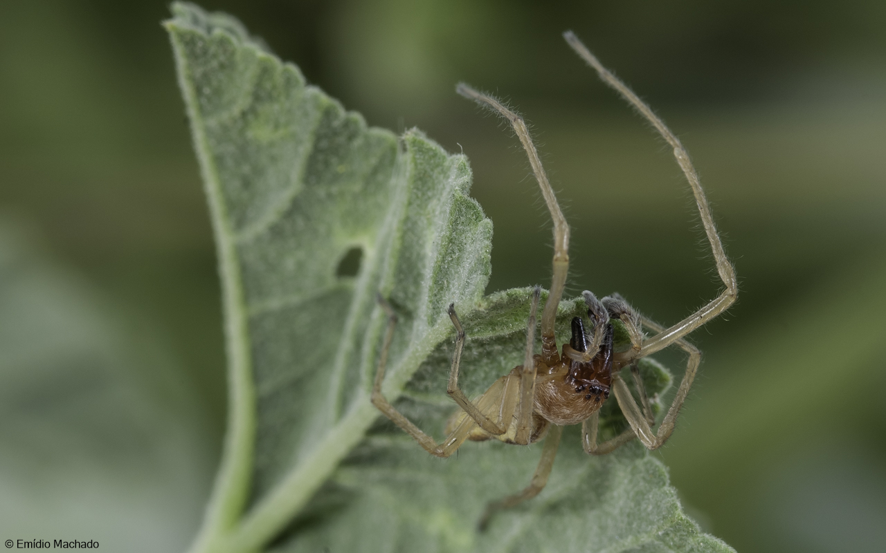 Cheiracanthium pelasgicum 0876MA-98380.jpg