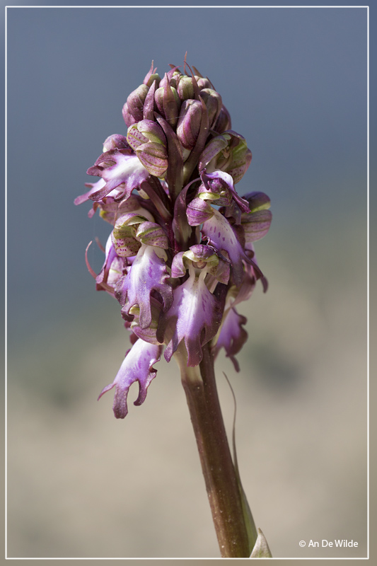 Reuzenorchis - Himantoglossum robertianum