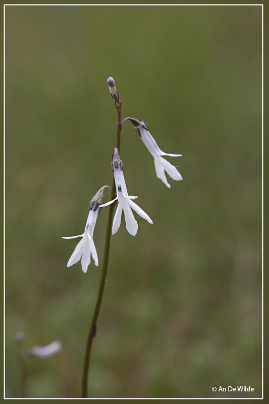 Waterlobelia - Lobelia dortmanna