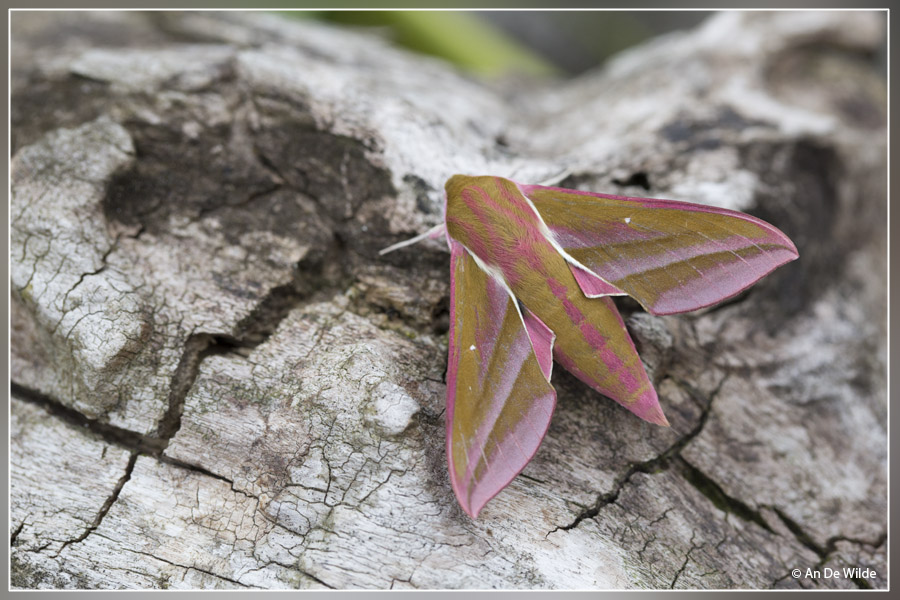 Groot avondrood - Deilephila elpenor 