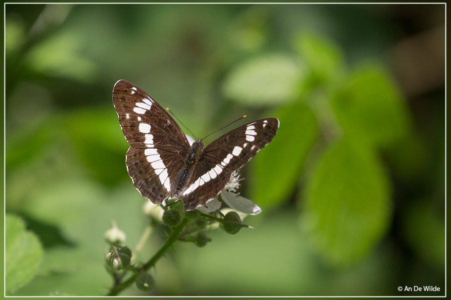 Kleine ijsvogelvlinder - Limenitis camilla