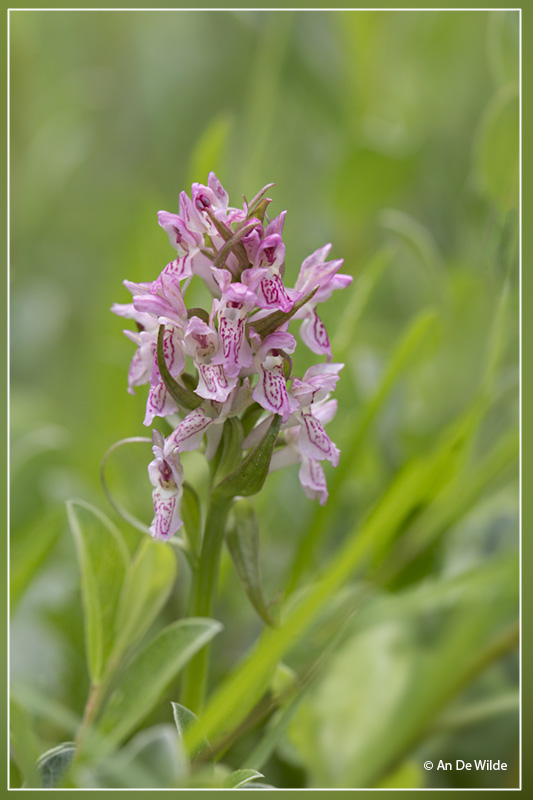 Vleeskleurige orchis - Dactylorhiza incarnata 