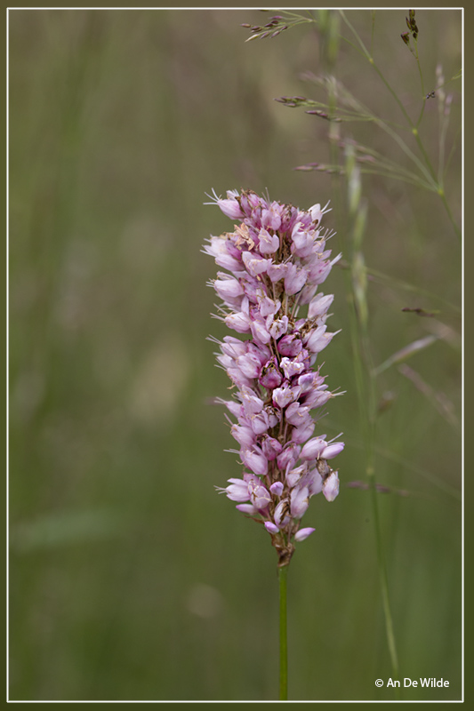 Adderwortel - Persicaria bistorta