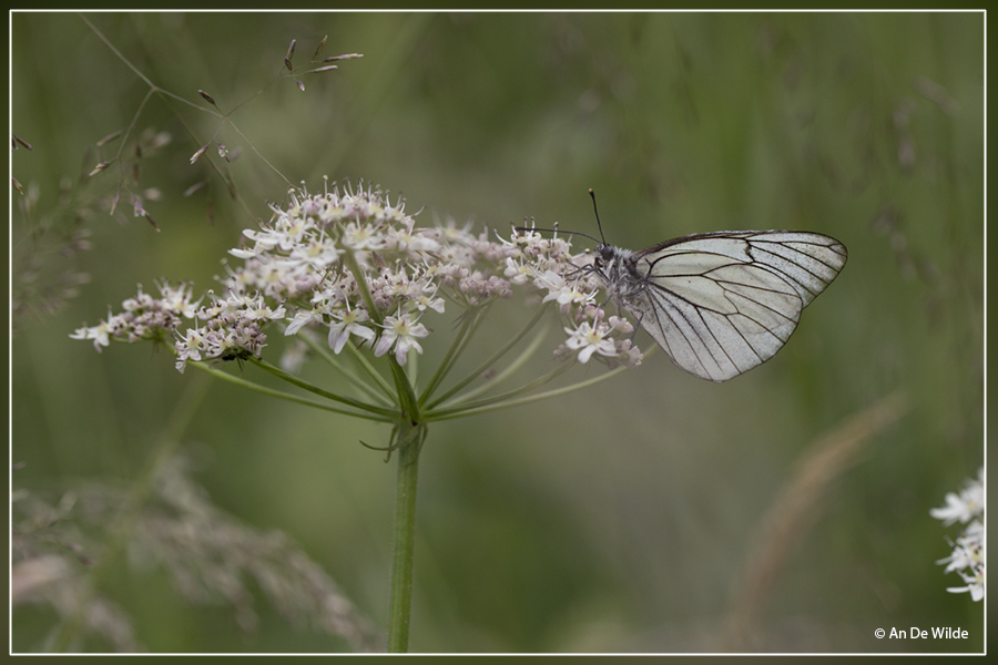 Groot geaderd witje - Aporia crataegi 