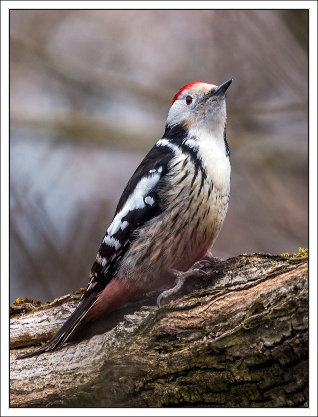 Middle-Spotted Woodpecker