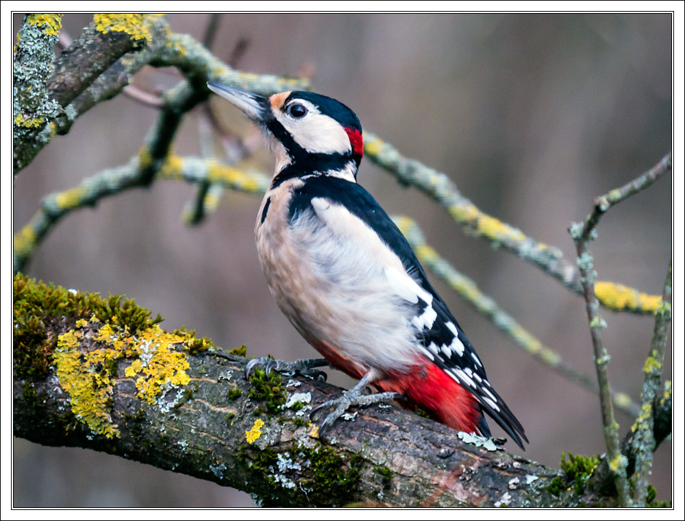 Woodpecker 