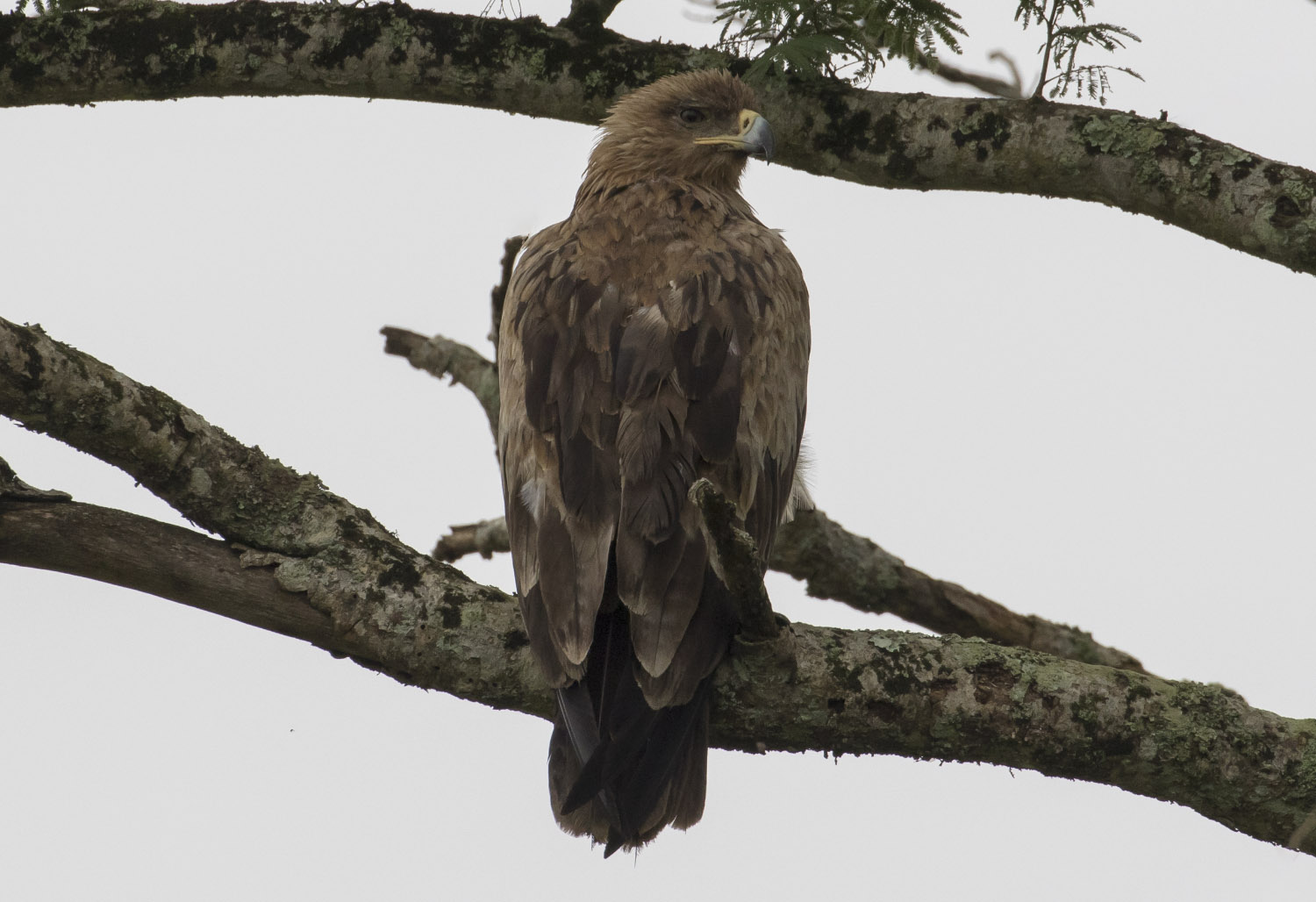 Tawny Eagle