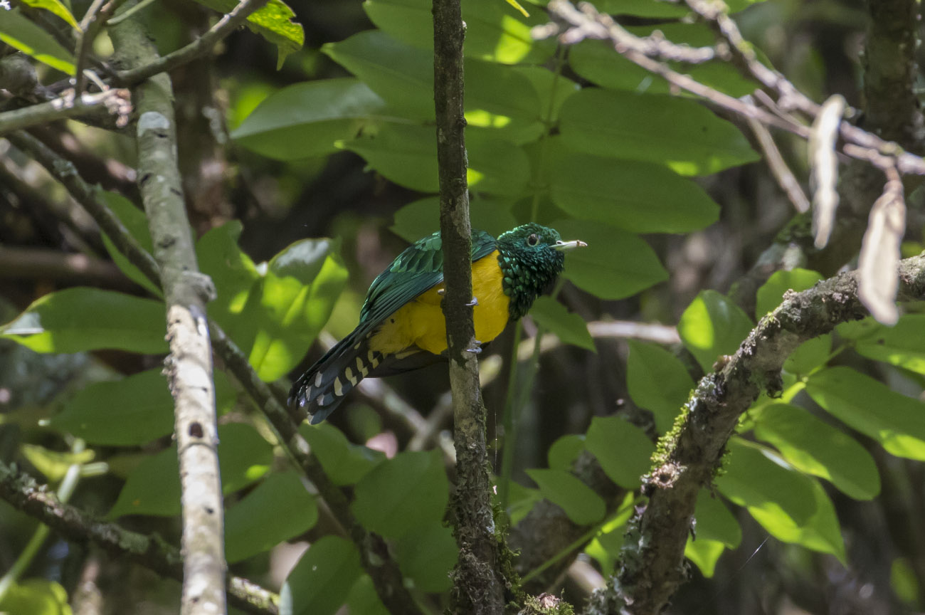 African Emerald Cuckoo