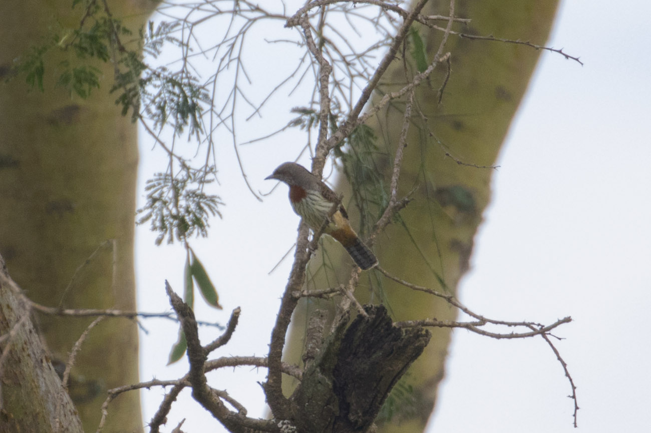 Red-throated Wryneck