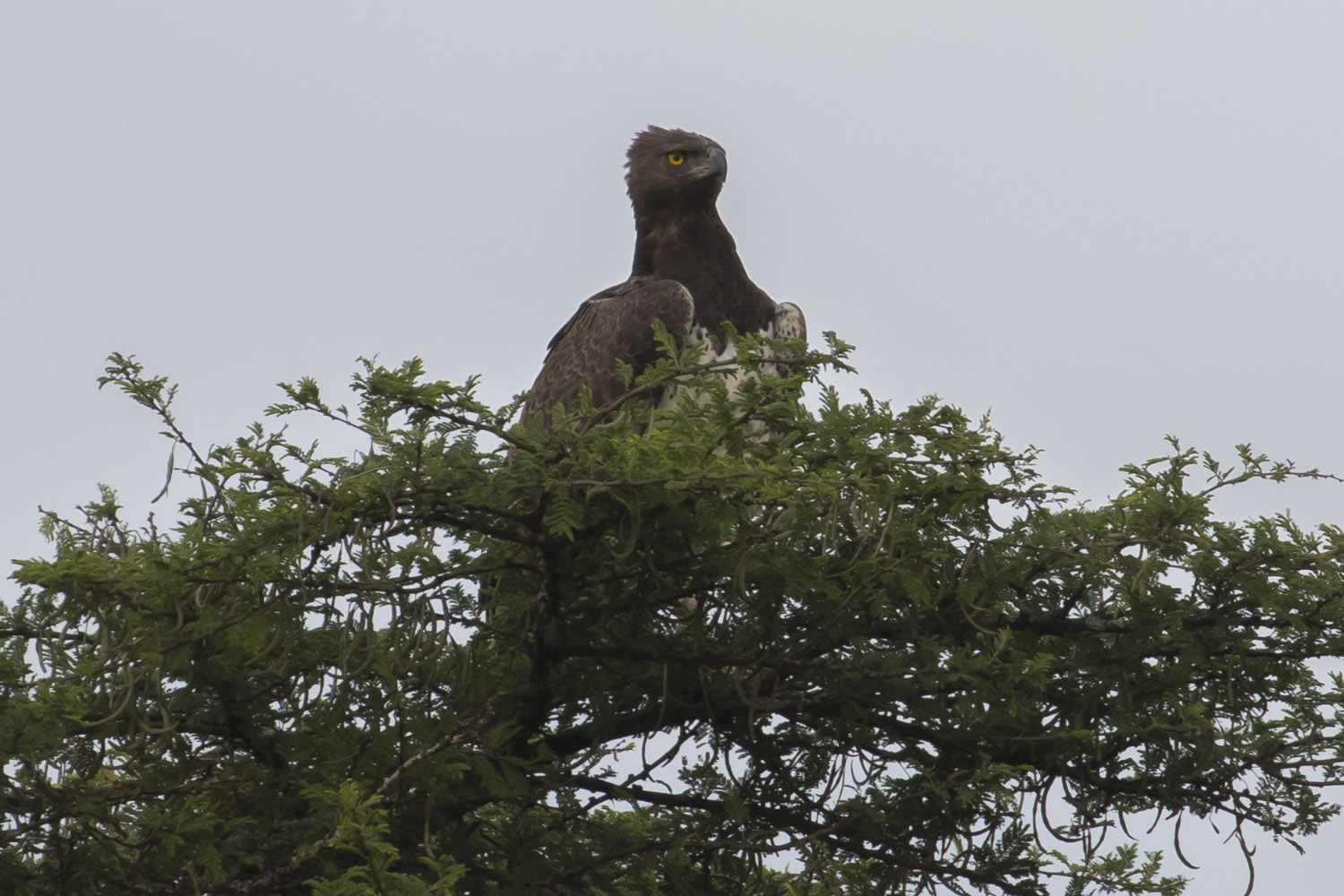 Martial Eagle