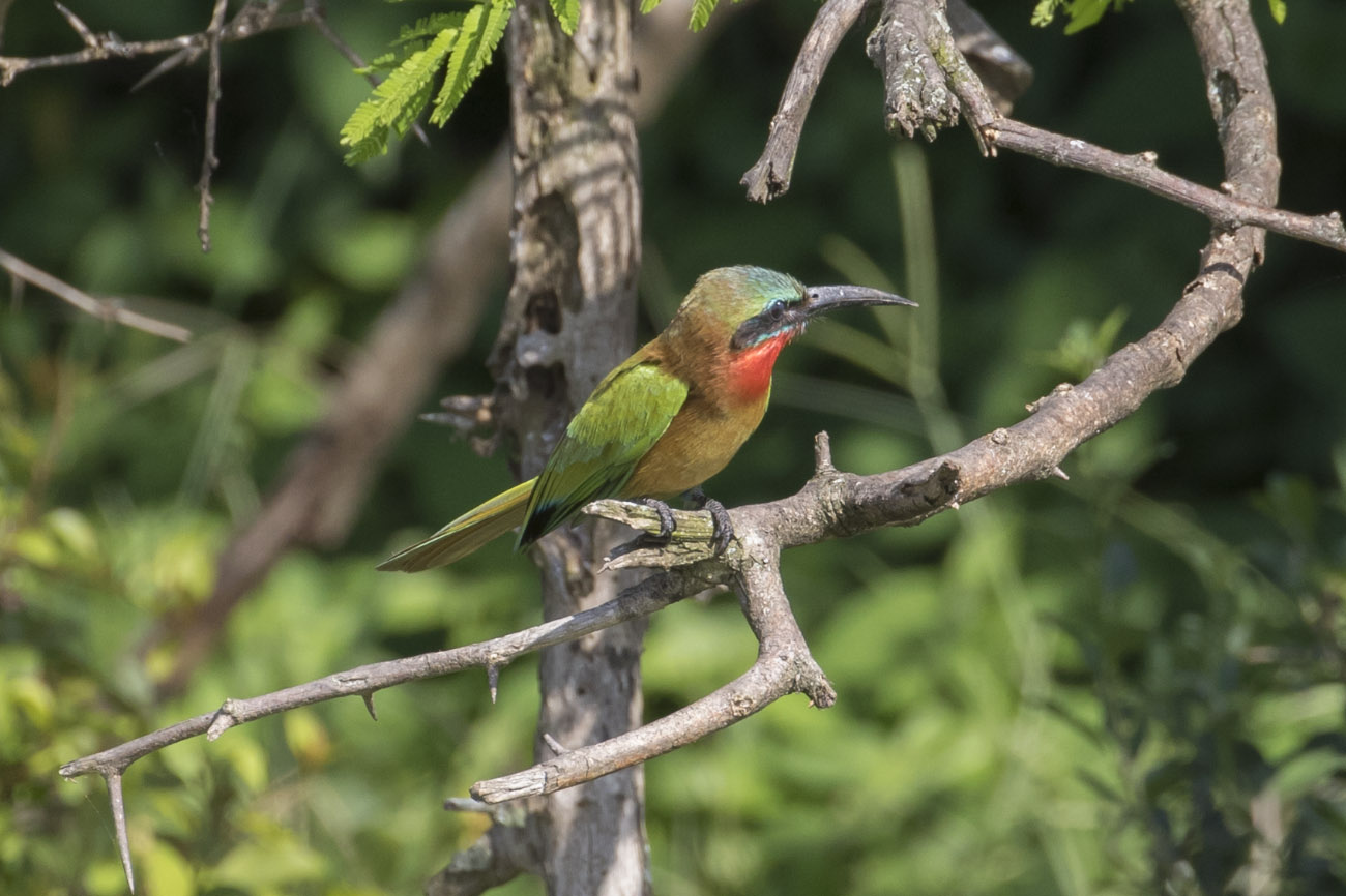 Red-throated Bee-eater