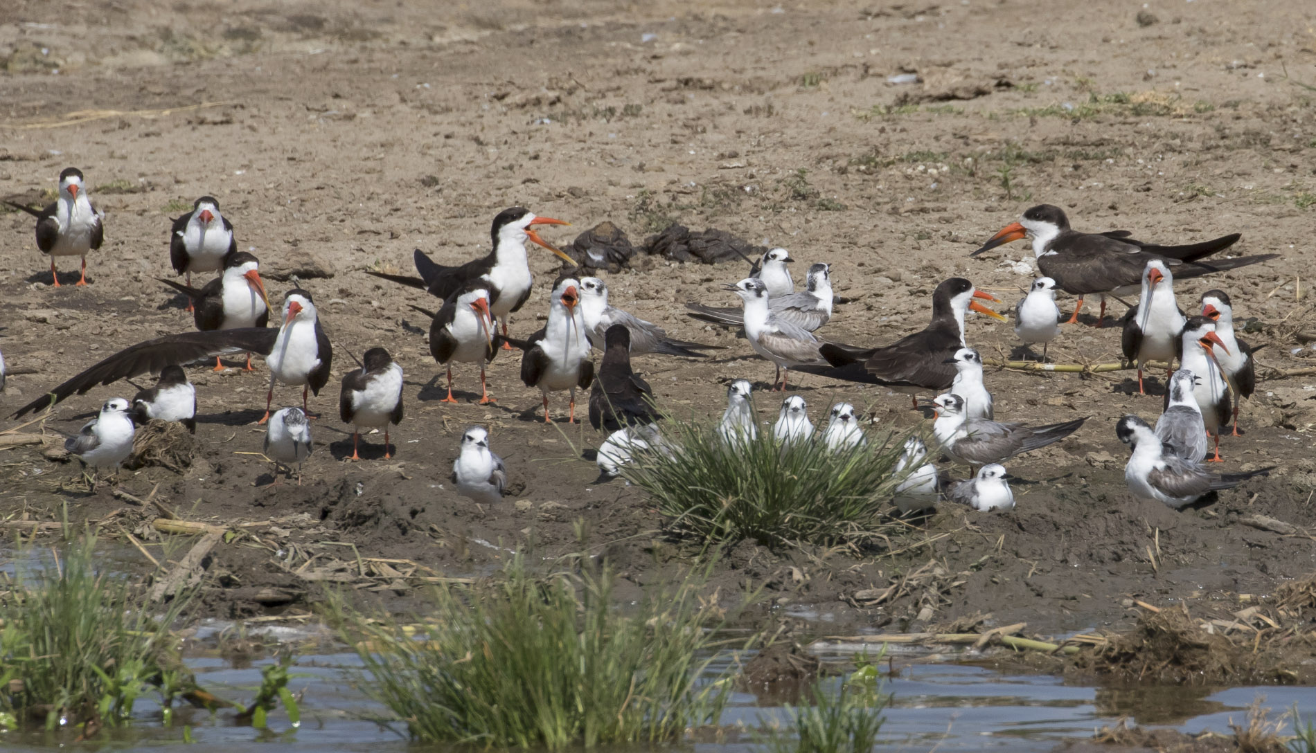 African Skimmers