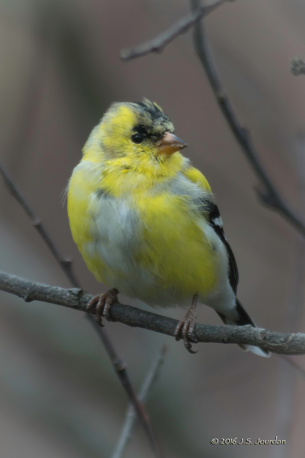 DSC01378AmericanGoldfinch.jpg