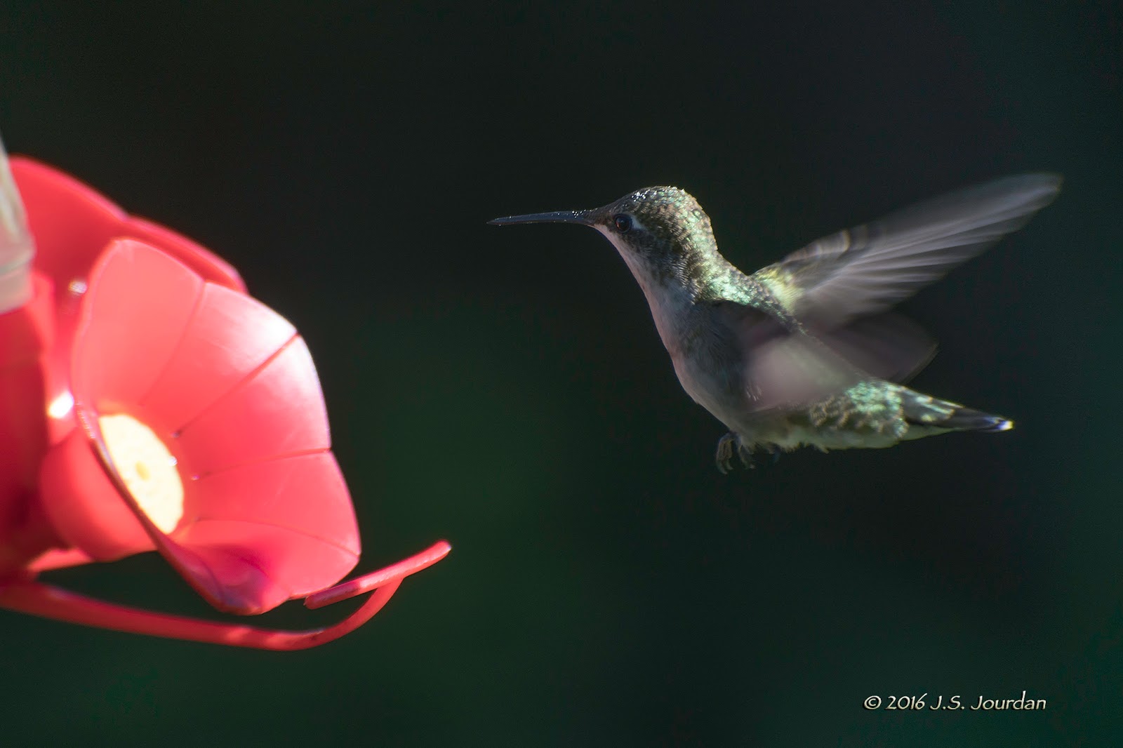 DSC02179RubythroatedHummingbird.jpg