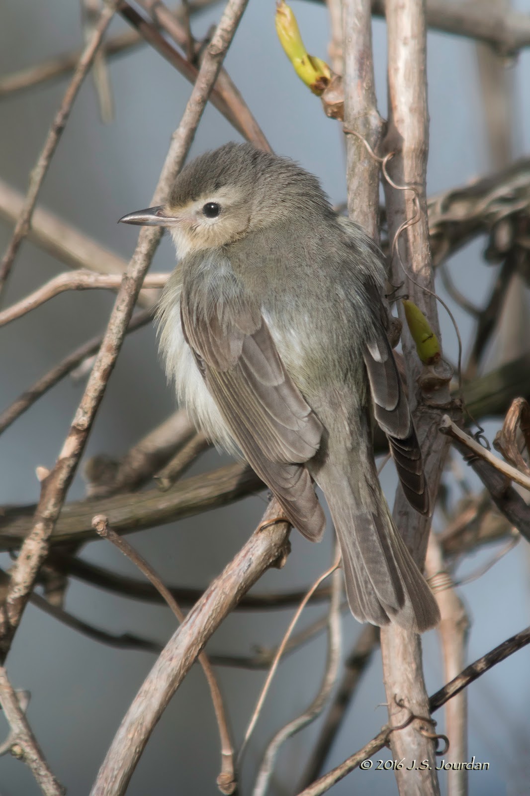 DSC03254WarblingVireo.jpg