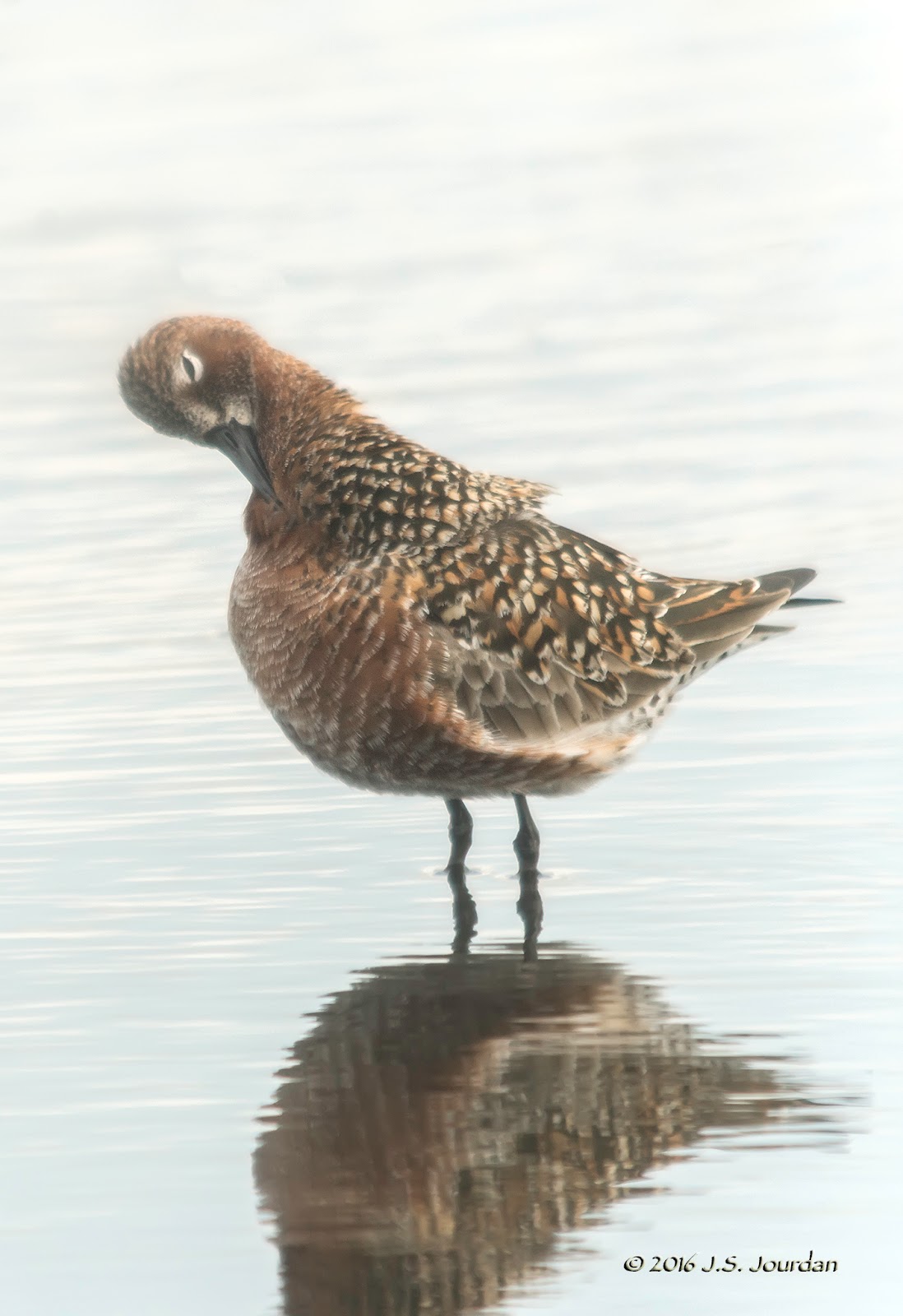 DSC06326CurlewSandpiper.jpg