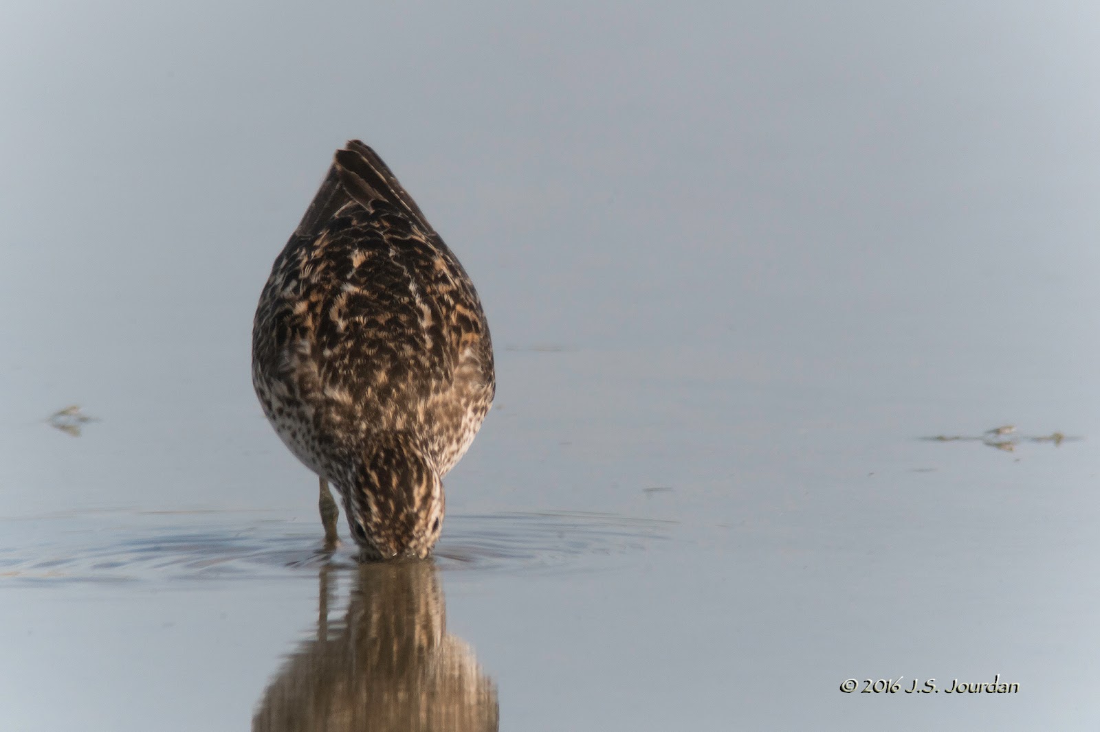 DSC09763LeastSandpiper.jpg