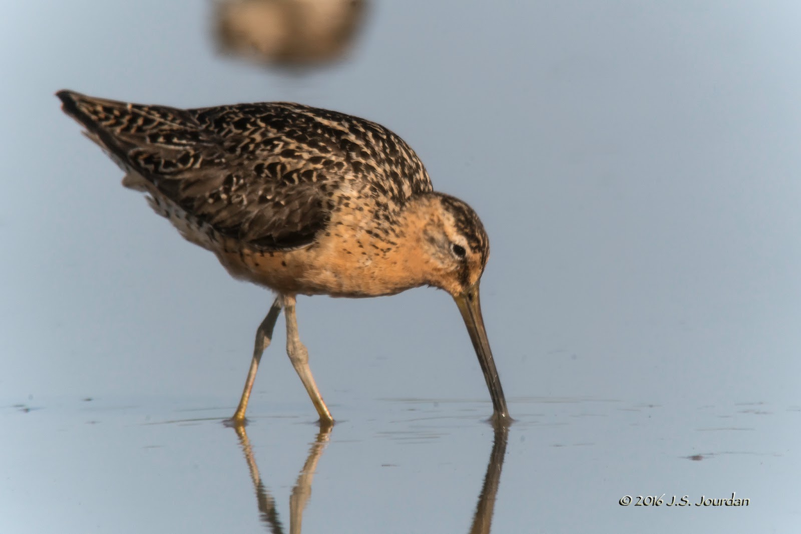 DSC09964ShortbilledDowitcher.jpg