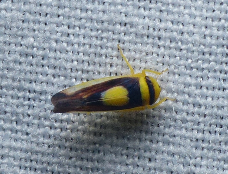 Saddleback Leafhopper - <i>Colladonus clitellarius</i>