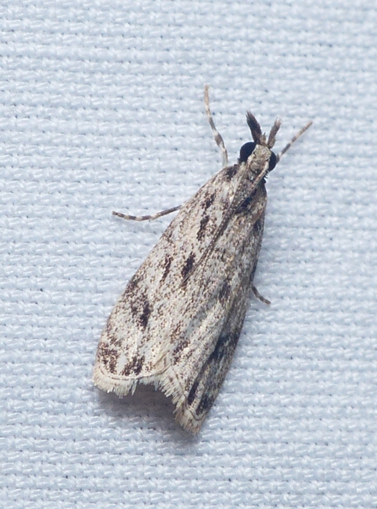 Striped Eudonia - <i>Eudonia strigalis</i>