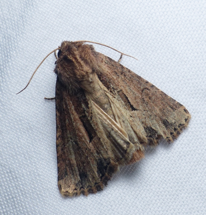 Reed Canary Grass Borer - <i>Xylomoia chagnoni</i>