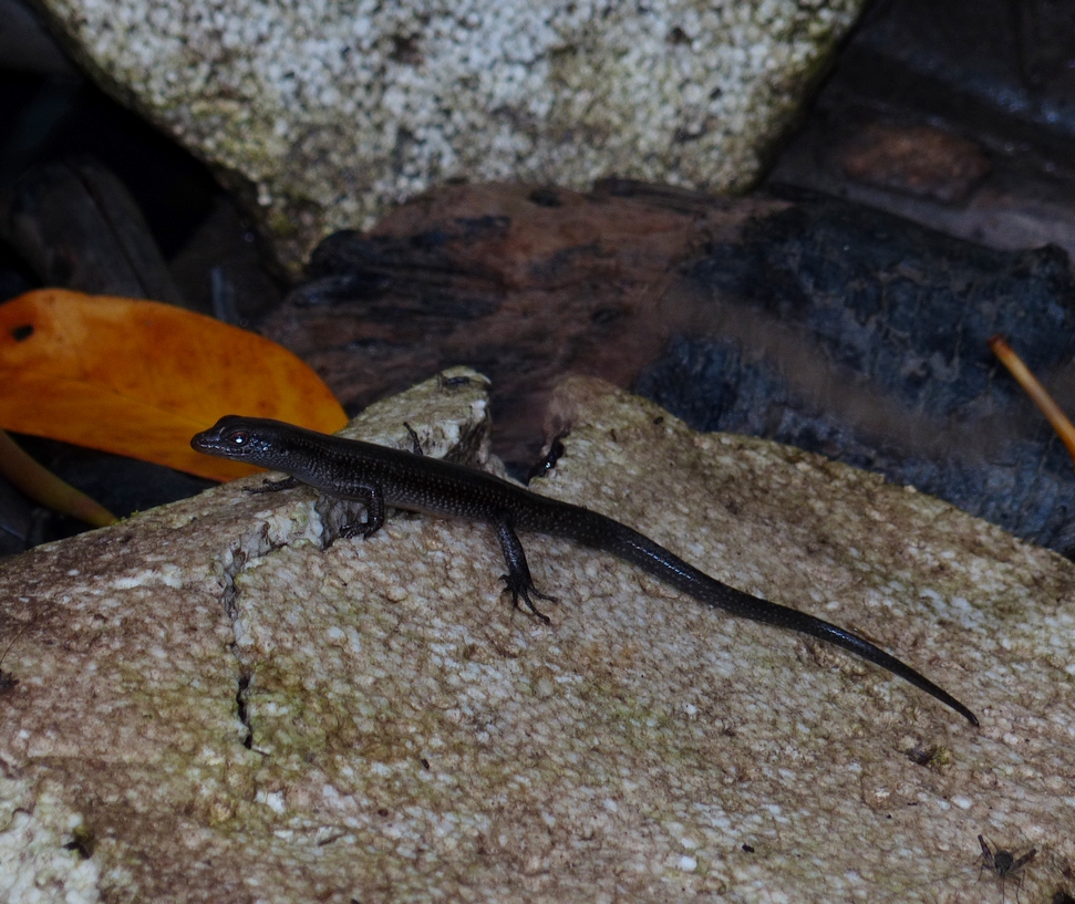 Mangrove Skink - <i>Emoia atrocostata</i>