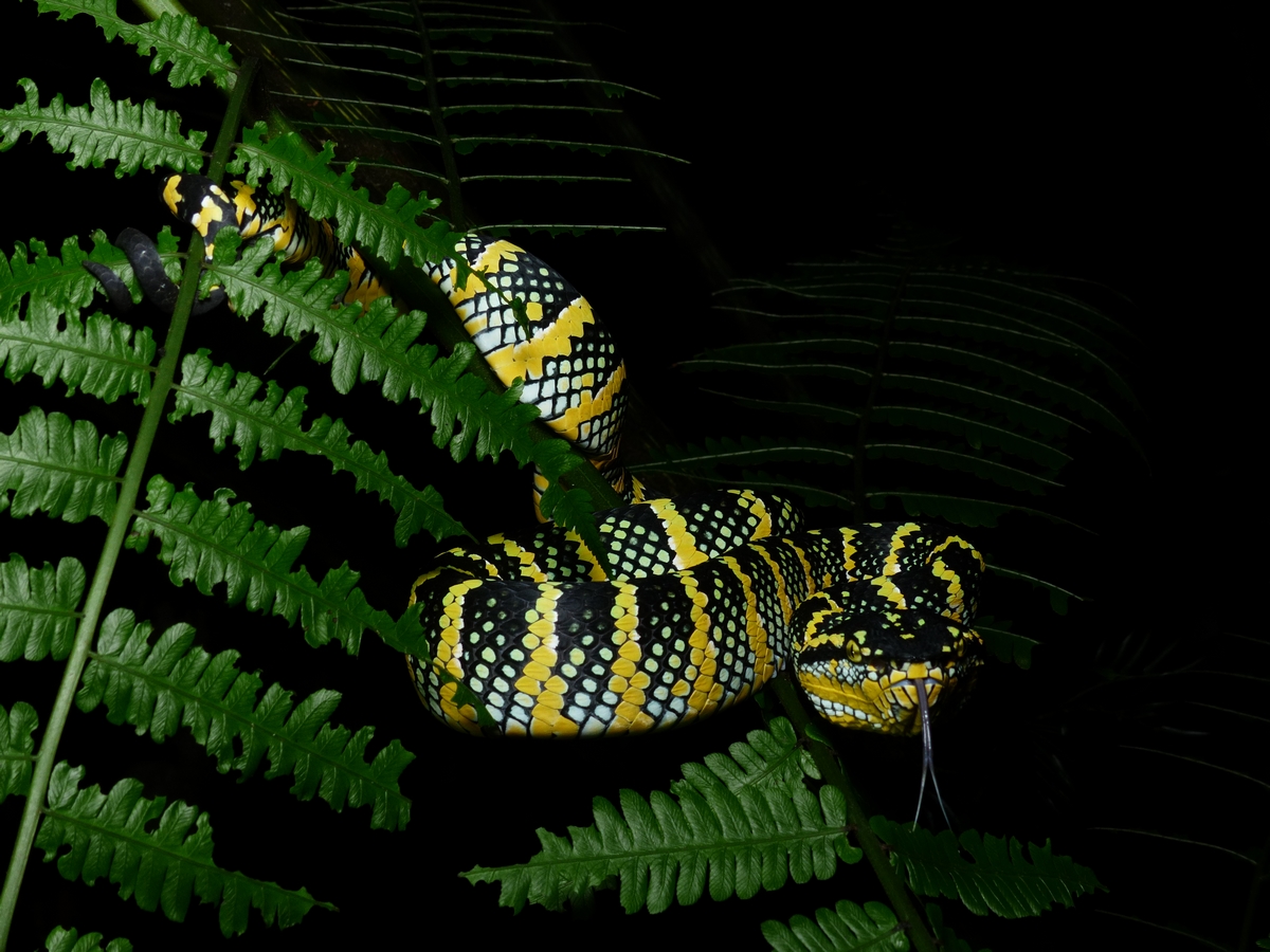 Waglers Pitviper - <i>Tropidolaemus wagleri</i>