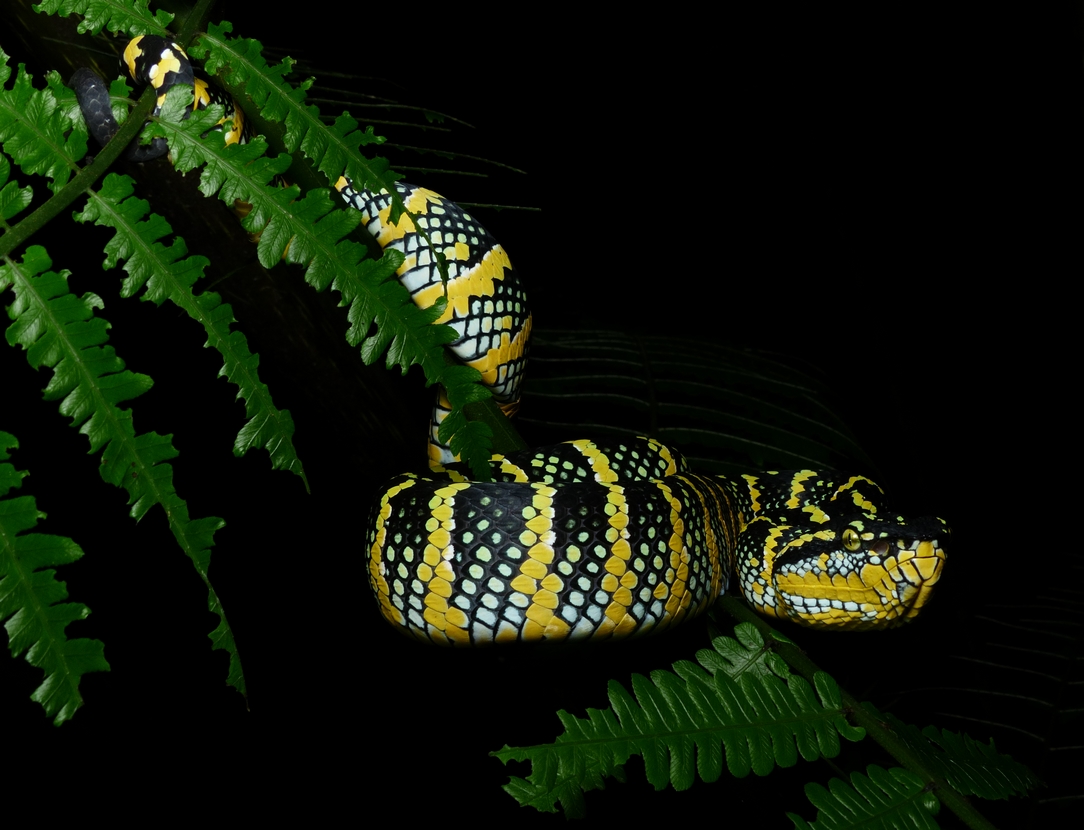 Waglers Pitviper - <i>Tropidolaemus wagleri</i>