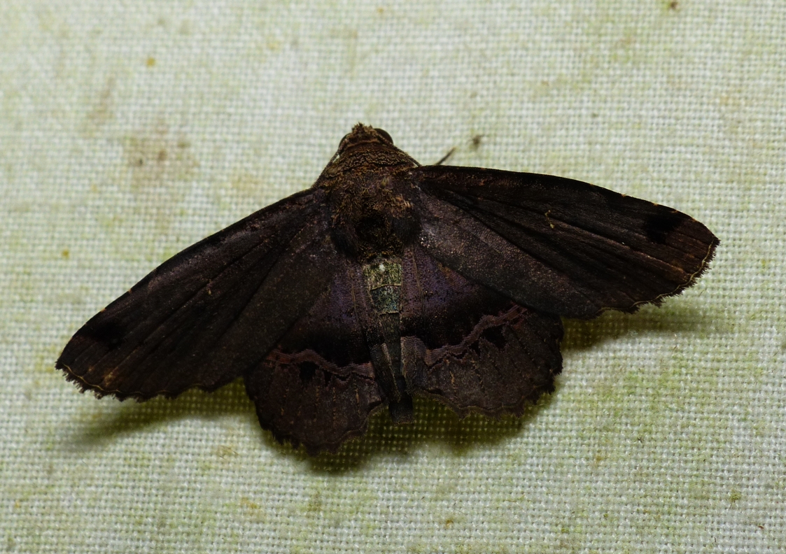 Moth