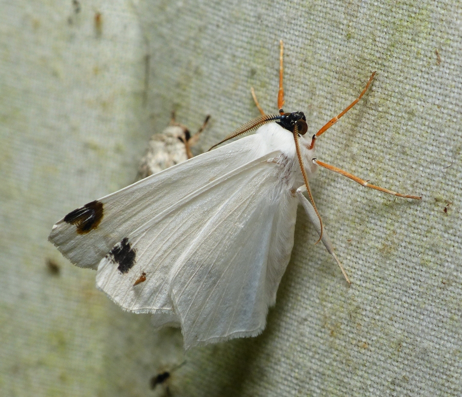 Moth - <i>Sericoptera</i>