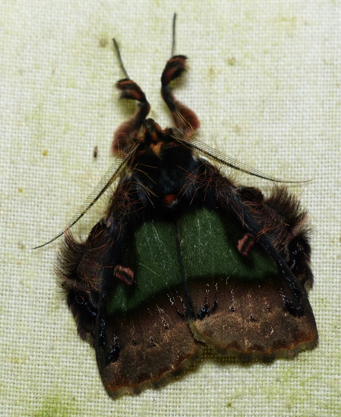 Emeraldine Moth - <i>Ceroctena amynta</i>