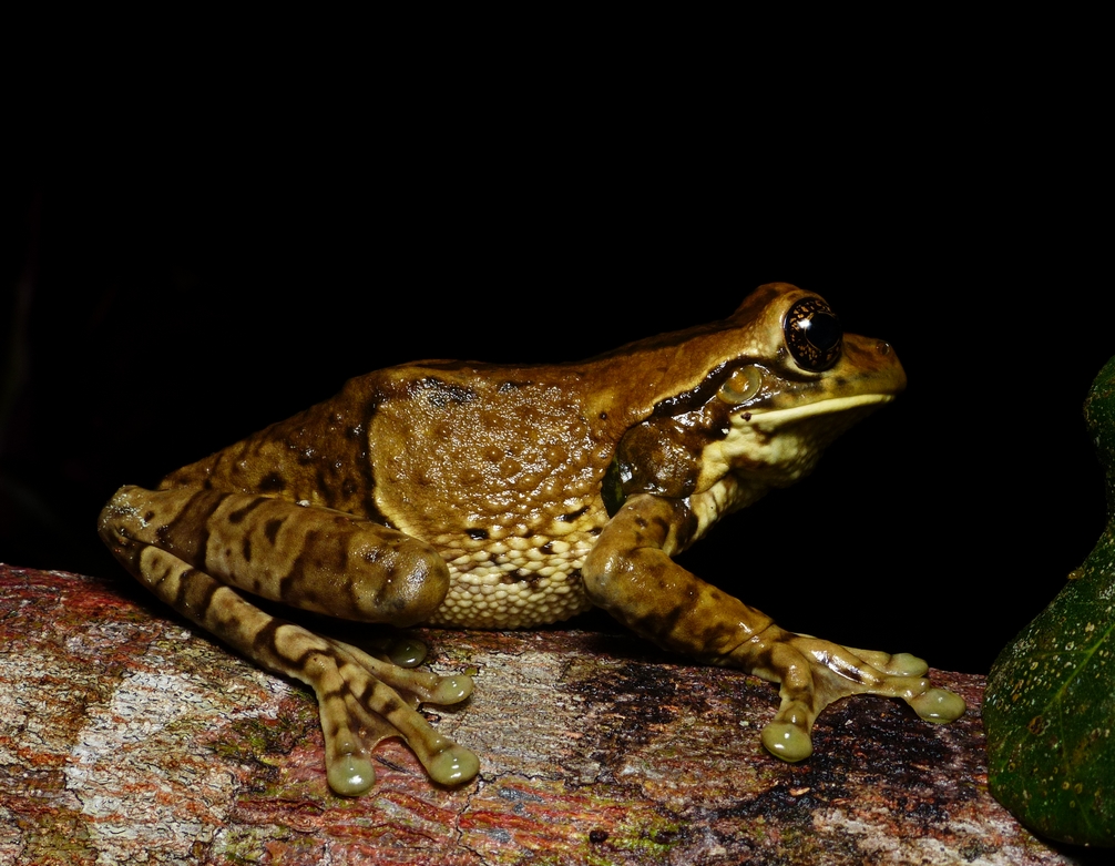 Pepper Frog - <i>Trachycephalus typhonius</i>