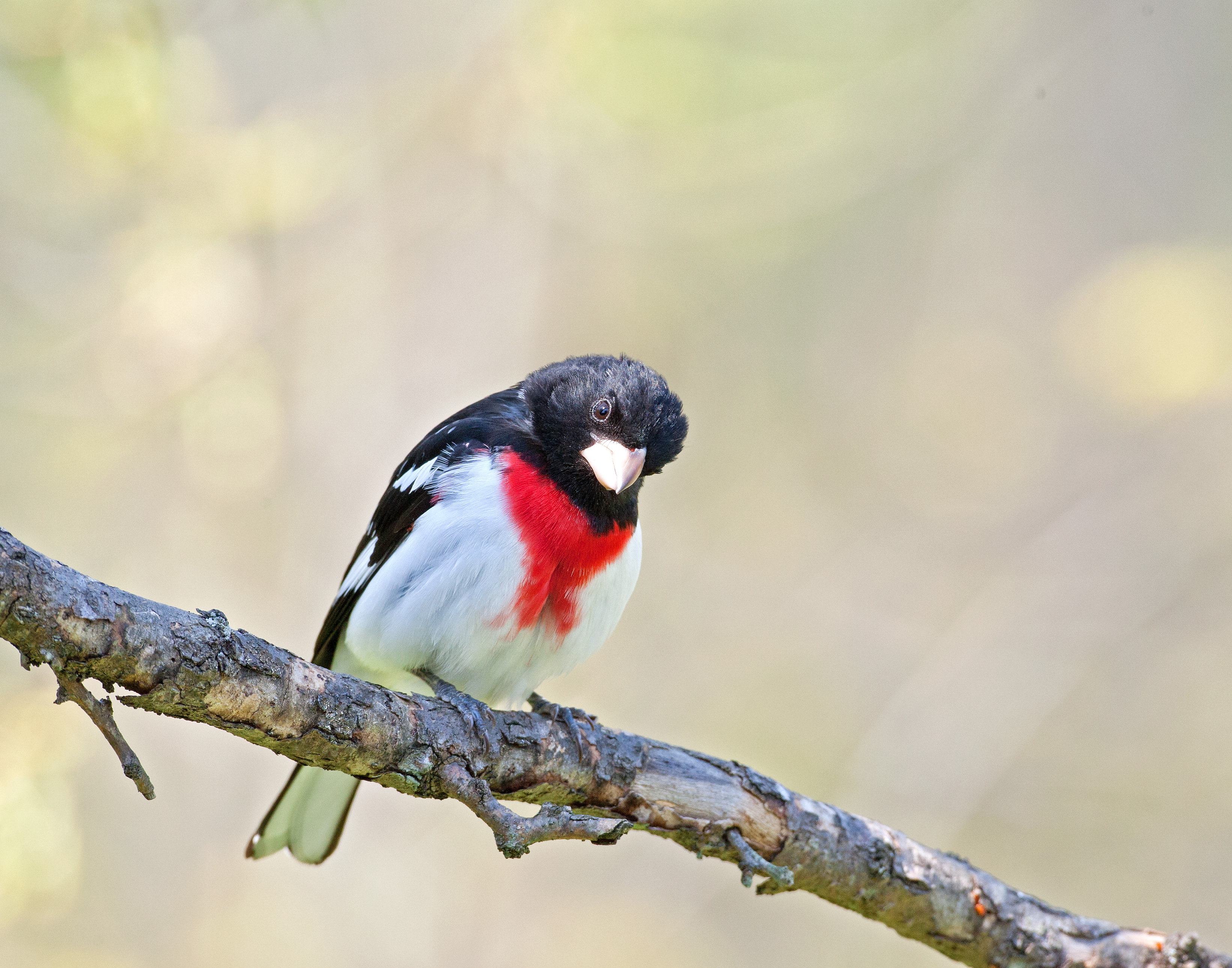 Rose-breasted Grosbeak