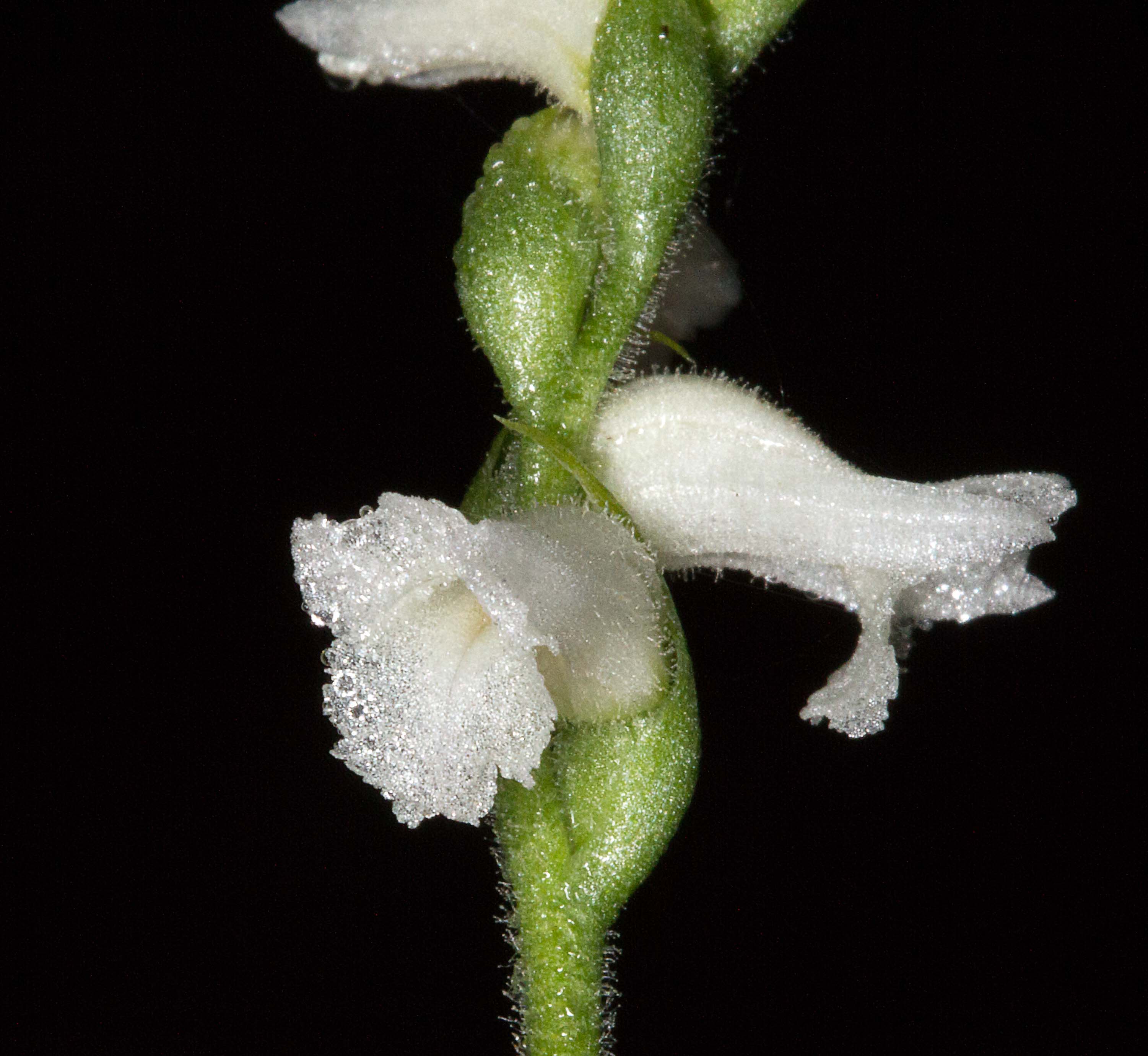 Nodding Ladies tresses (Spiranthes cernua)