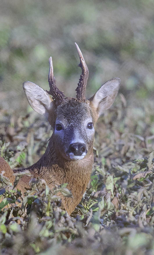 Roe buck 