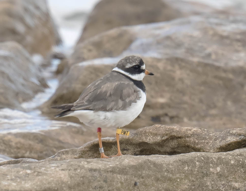 Ringed Plover 