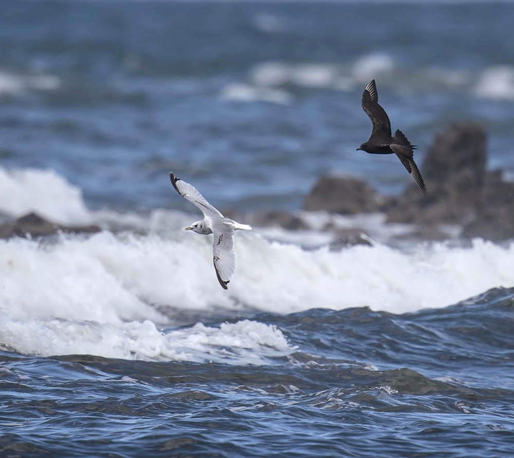 Arctic Skua attacking Kittiwake